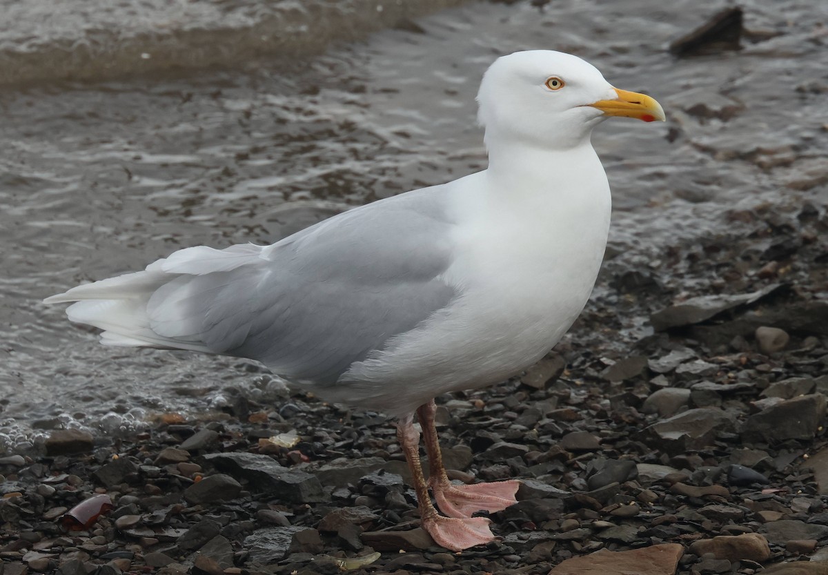 Glaucous Gull - ML638490149