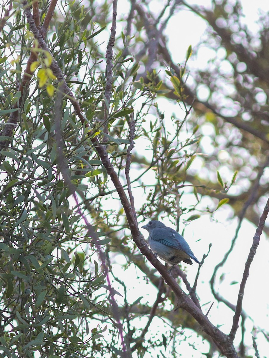 Sayaca Tanager - ML638490150