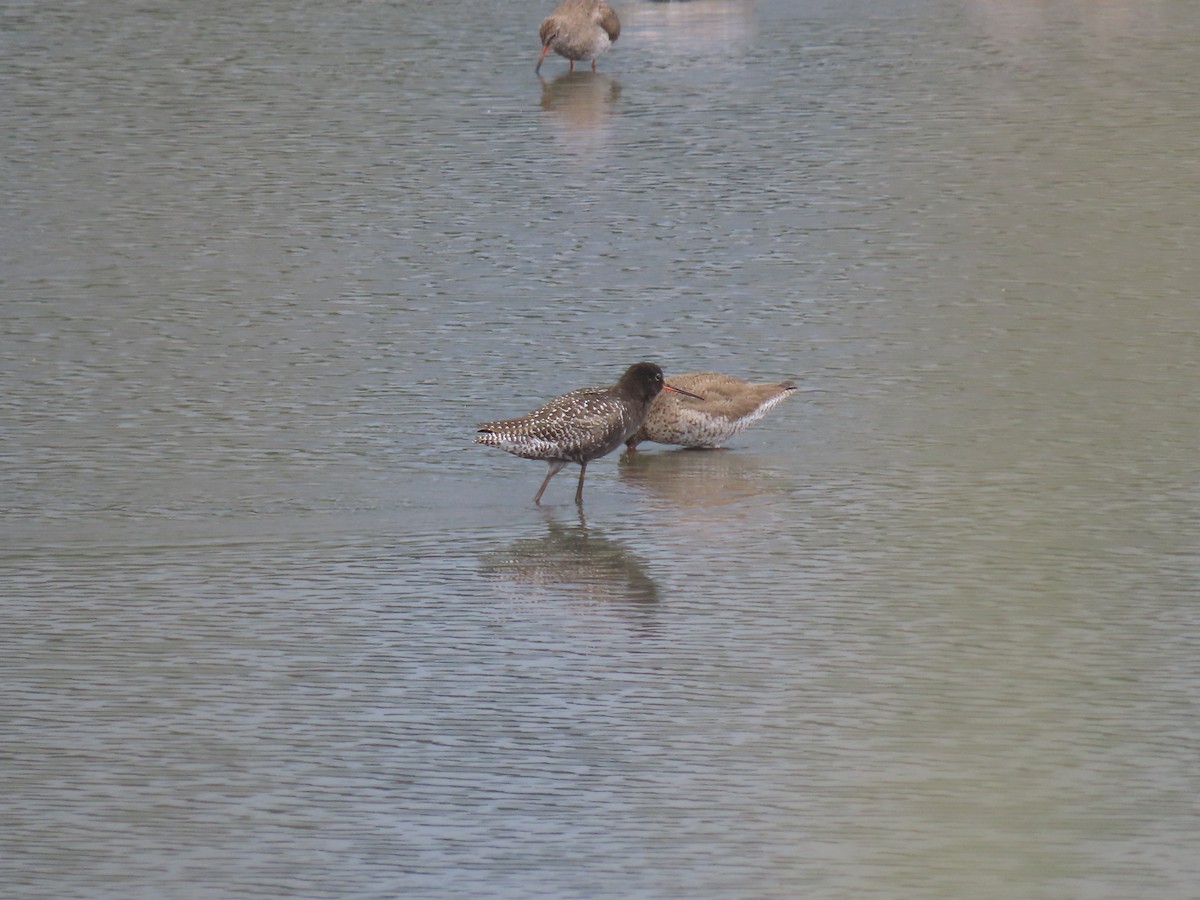 Spotted Redshank - ML638490154