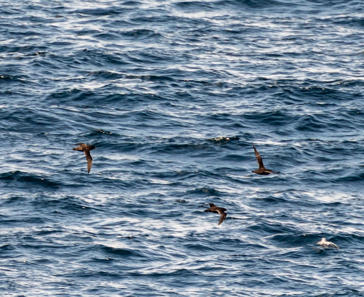 Sooty Shearwater - ML638490158