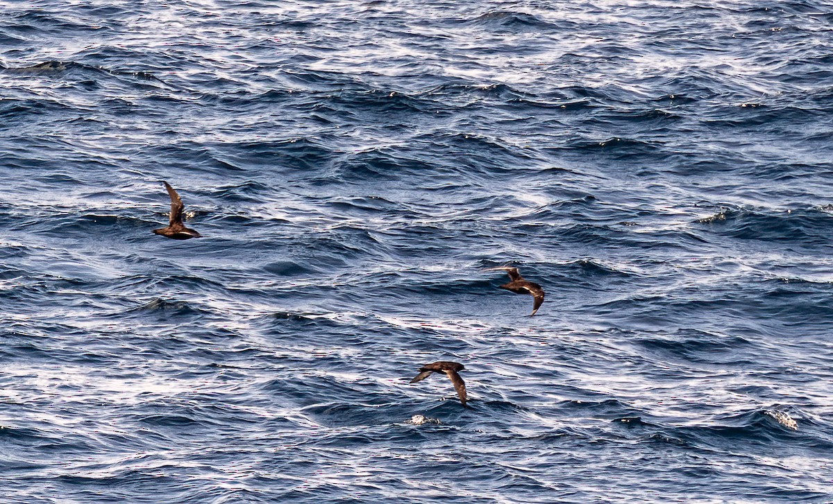 Sooty Shearwater - ML638490159