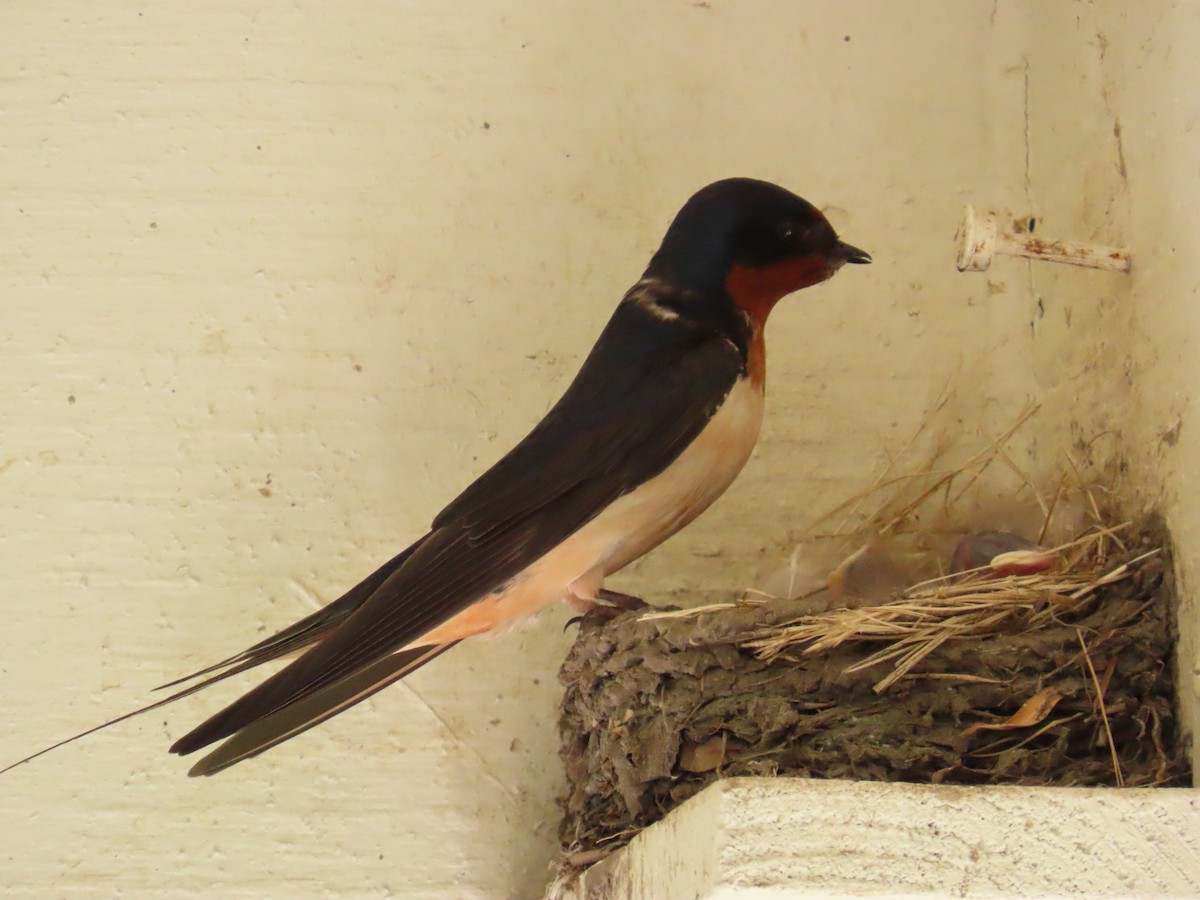 Golondrina Común - ML638490188