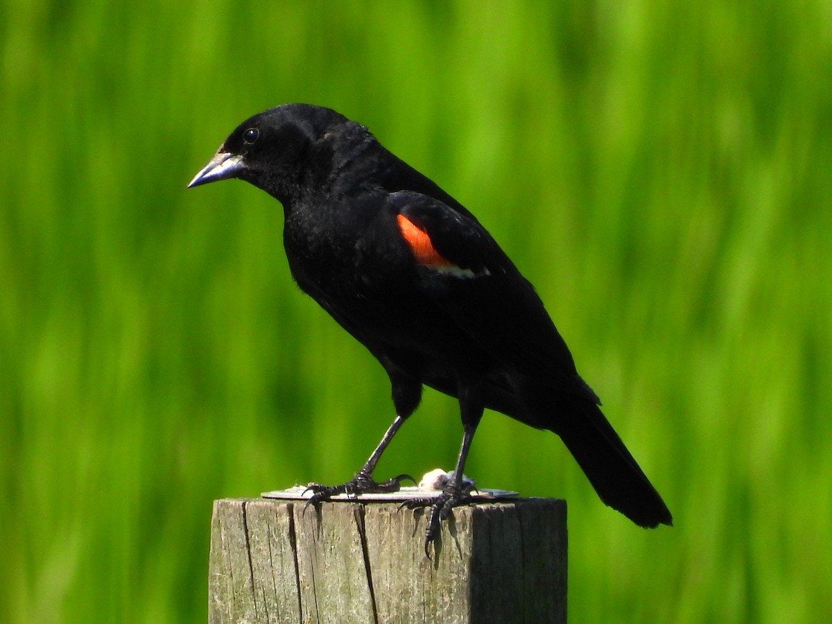 Red-winged Blackbird - ML638490193