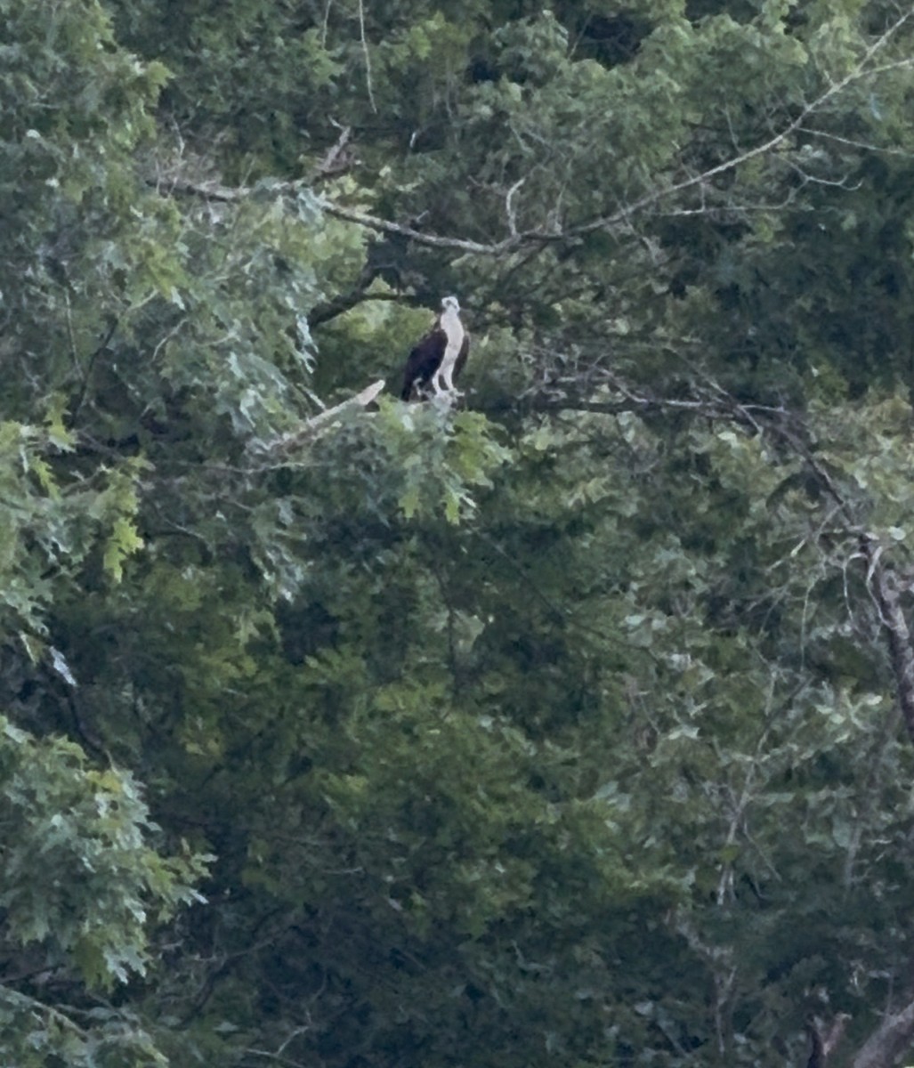 魚鷹 - ML638490199