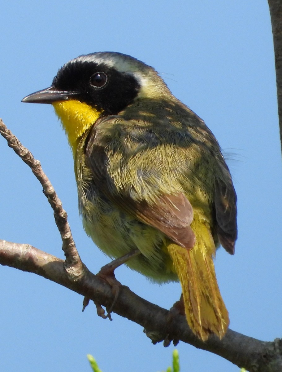 Paruline masquée - ML638490208