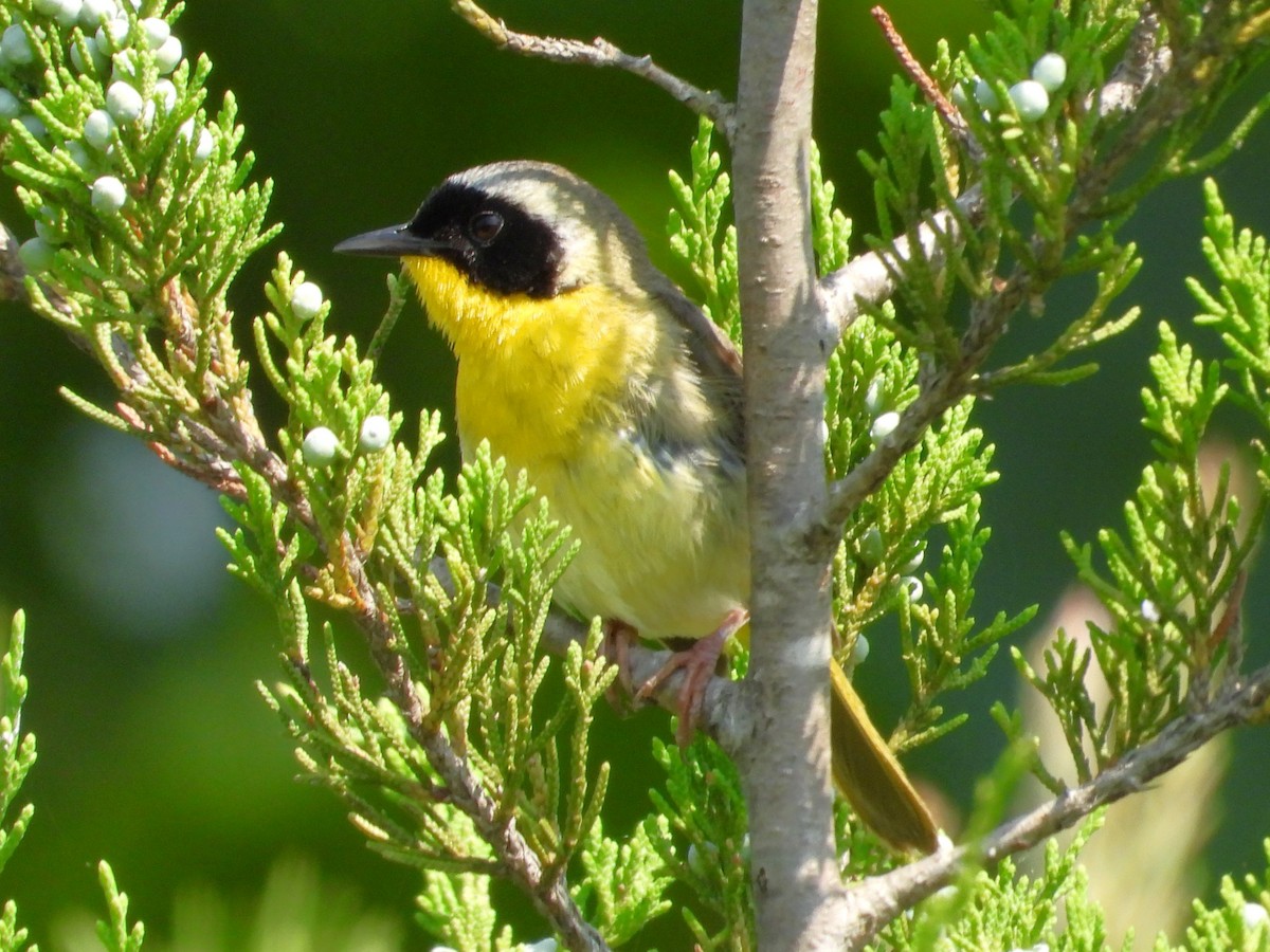 Paruline masquée - ML638490209