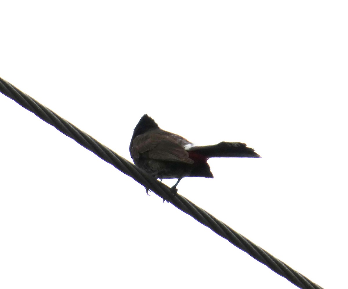 Red-vented Bulbul - ML638490210