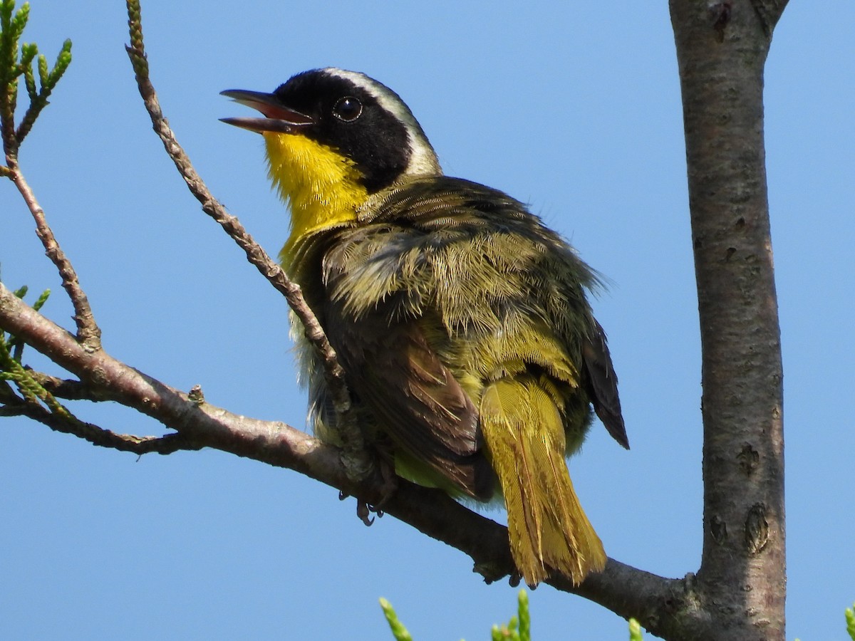 Paruline masquée - ML638490211