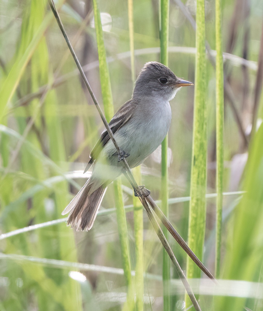 Willow Flycatcher - ML638490227