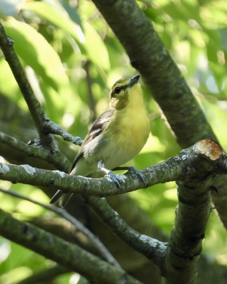 Yellow-throated Vireo - ML638490228