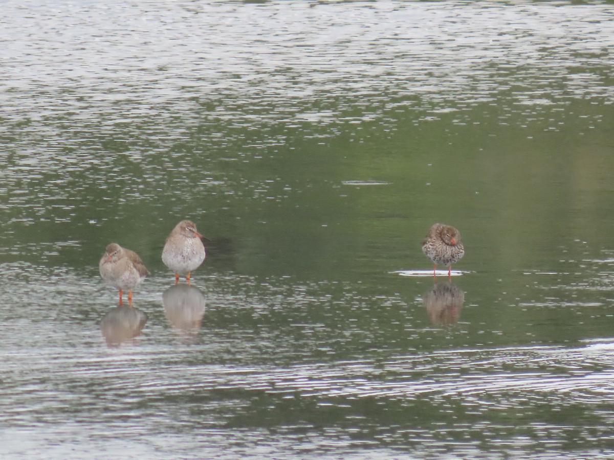 Common Redshank - ML638490272
