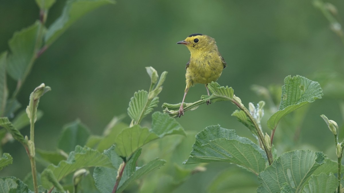 Wilson's Warbler - ML638490274
