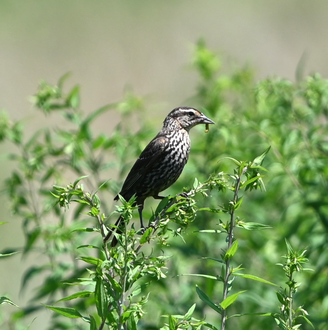 Red-winged Blackbird - ML638490276