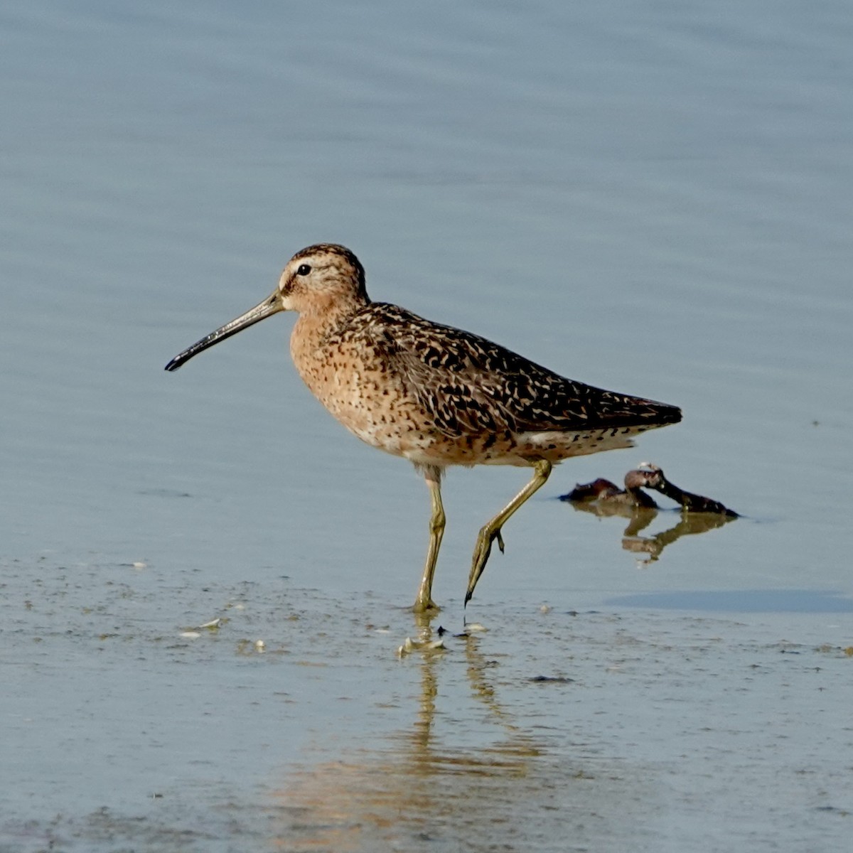 Short-billed Dowitcher - ML638490281