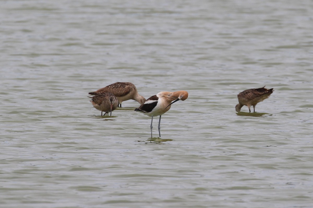 American Avocet - ML638490283