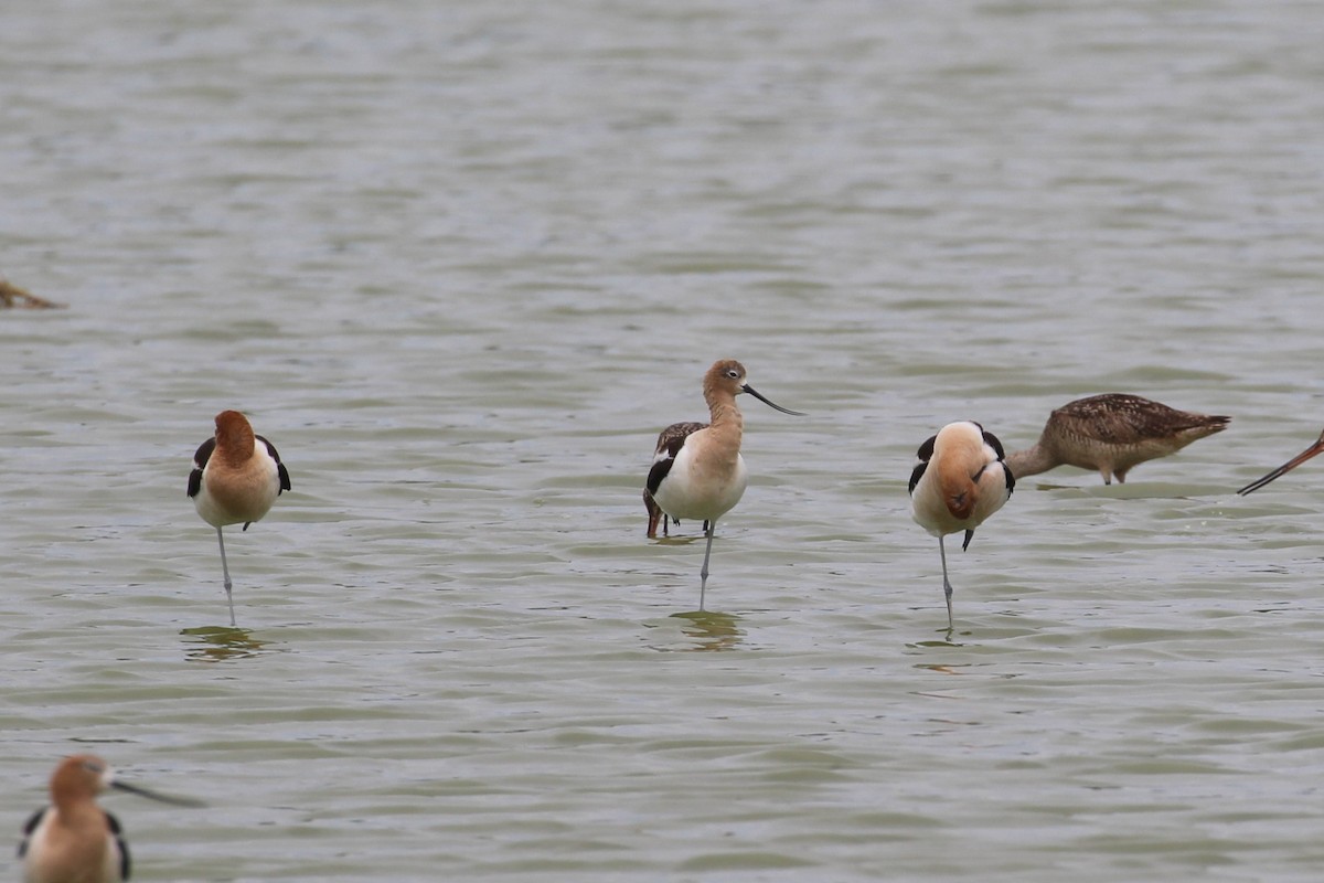 American Avocet - ML638490284