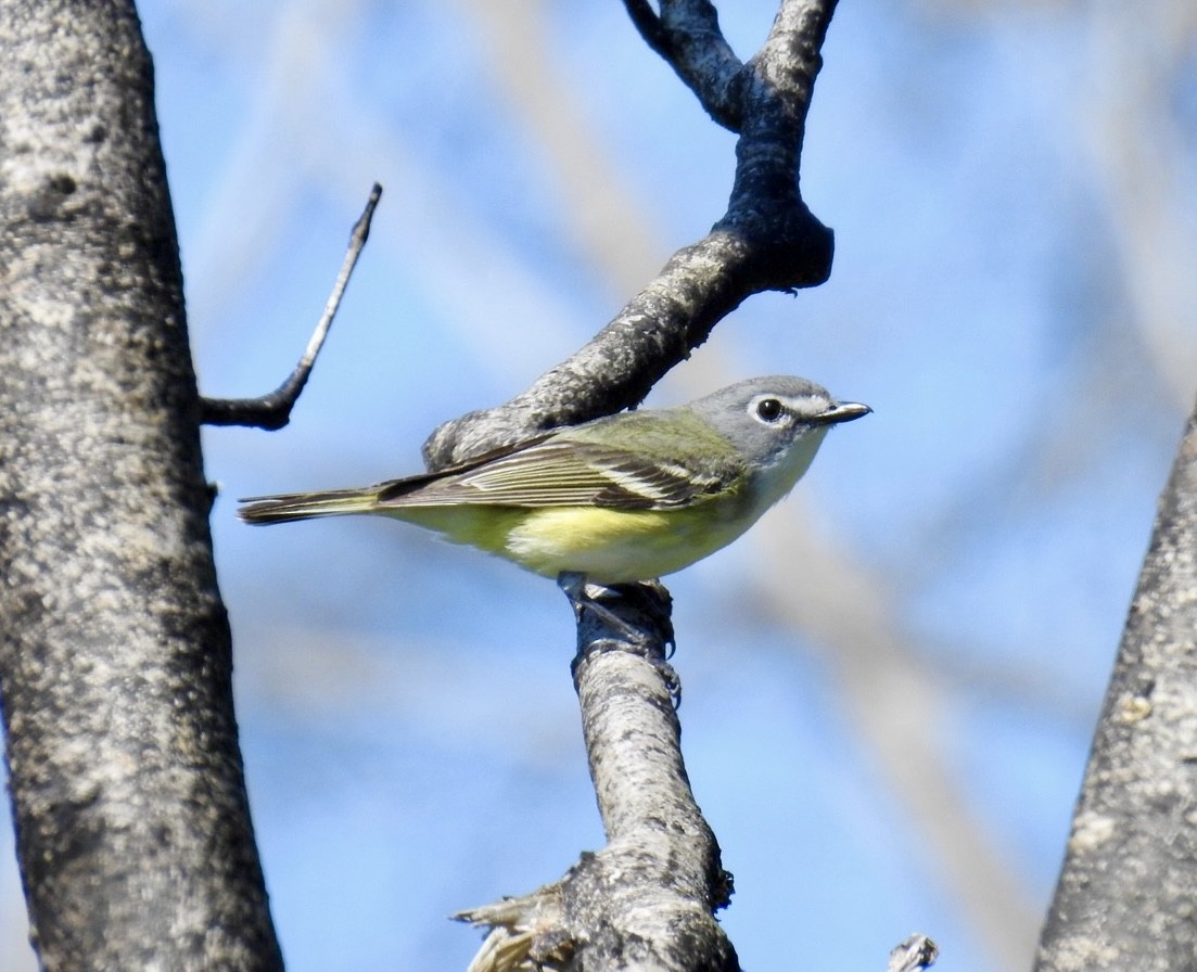 Blue-headed Vireo - ML638490285