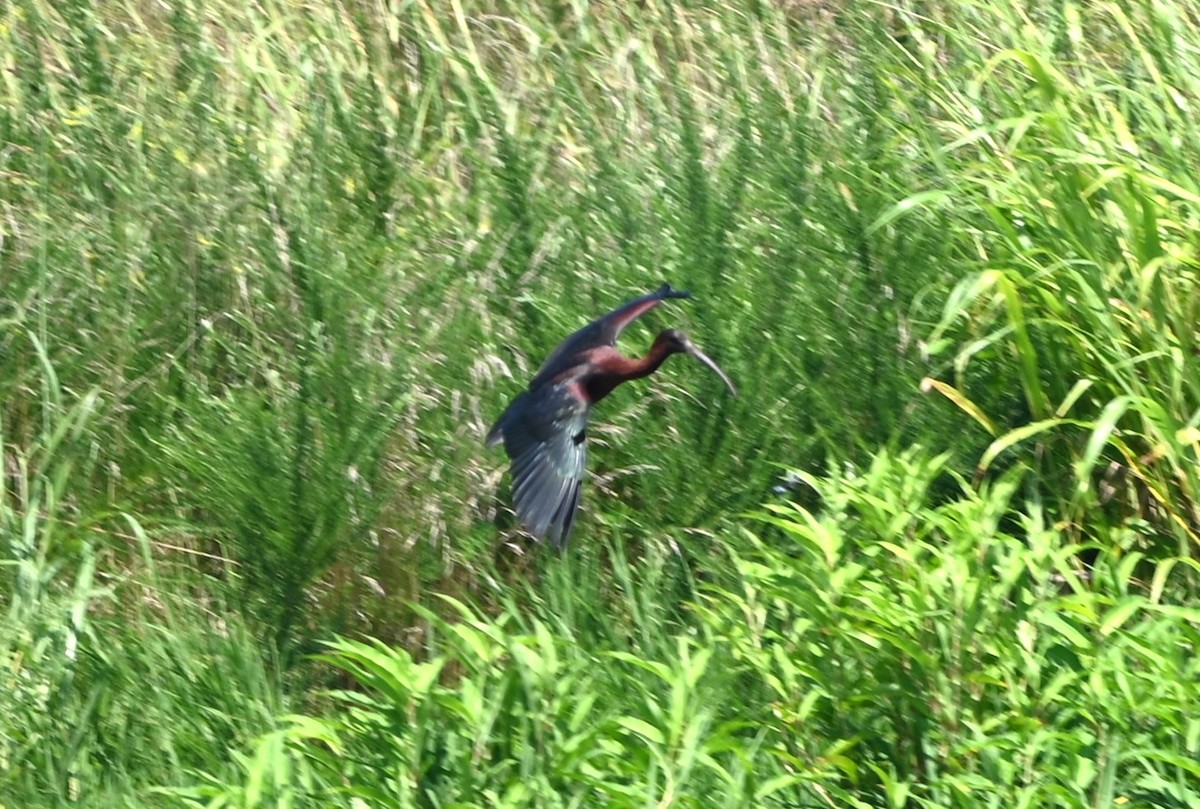 Ibis falcinelle - ML638490286