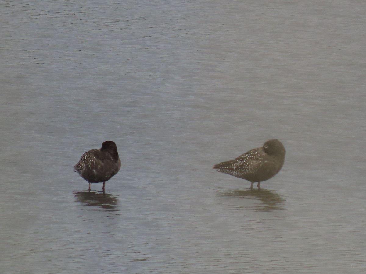 Spotted Redshank - ML638490287