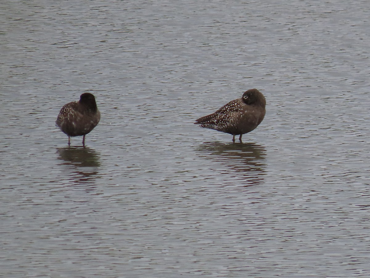 Spotted Redshank - ML638490288