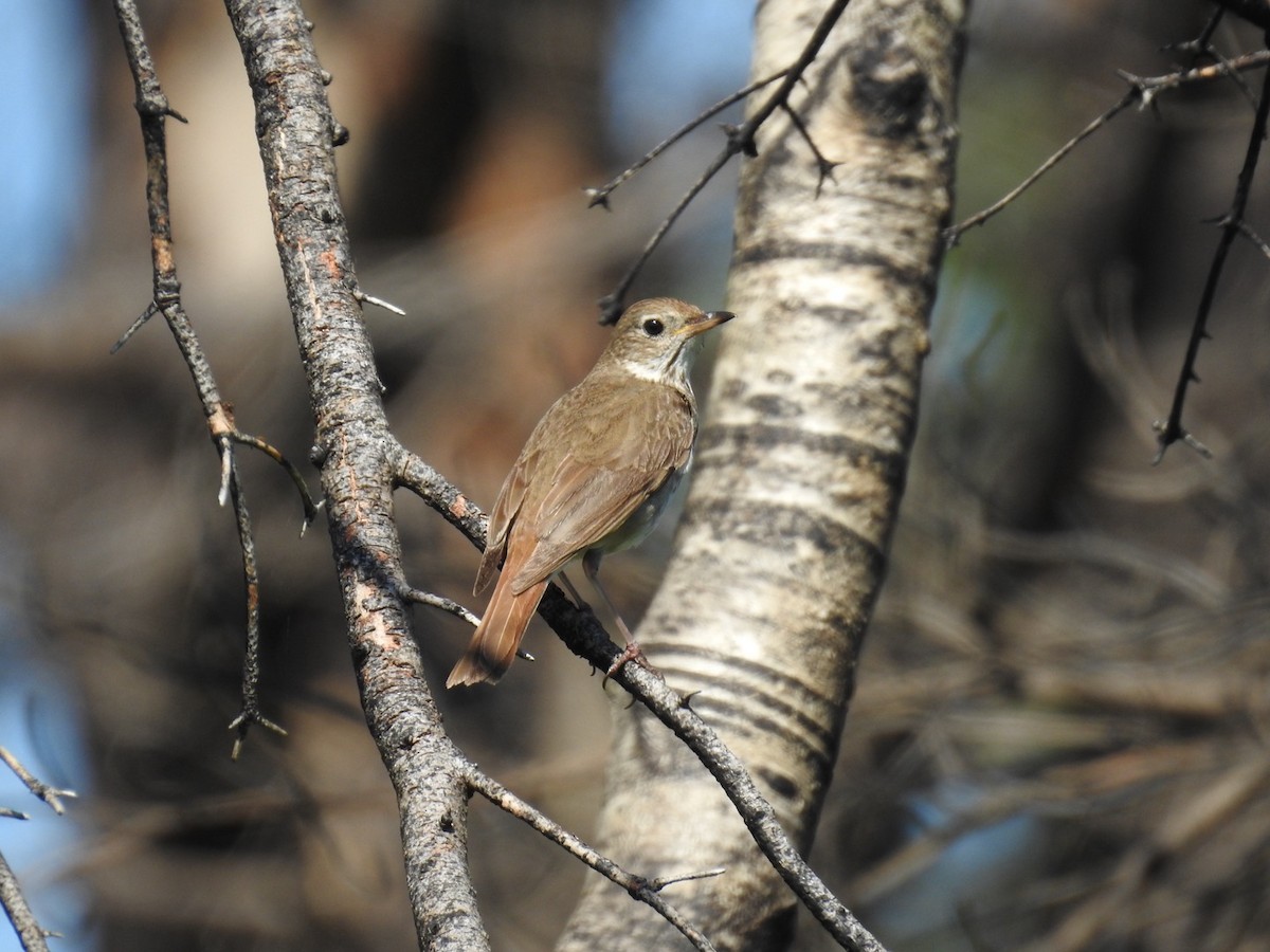 Hermit Thrush - ML638490289