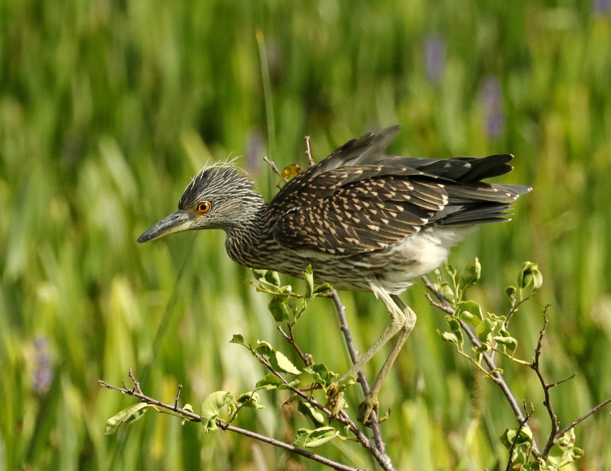 Yellow-crowned Night Heron - ML638490290