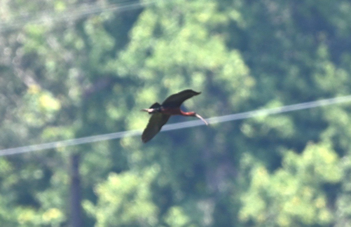 Ibis falcinelle - ML638490292