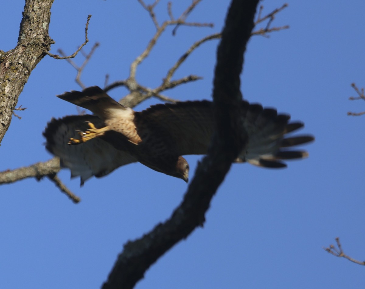Broad-winged Hawk - ML638490294
