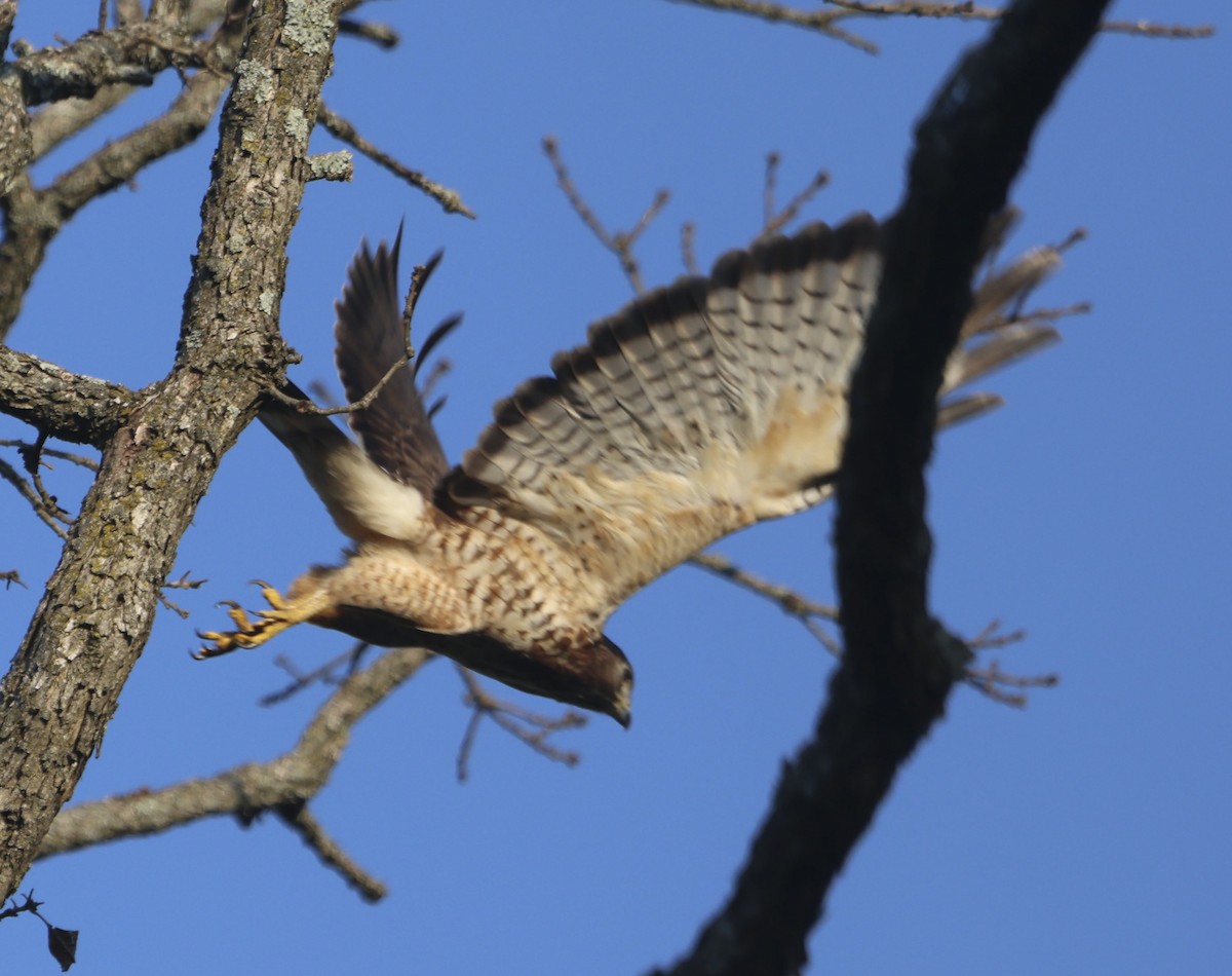 Broad-winged Hawk - ML638490295