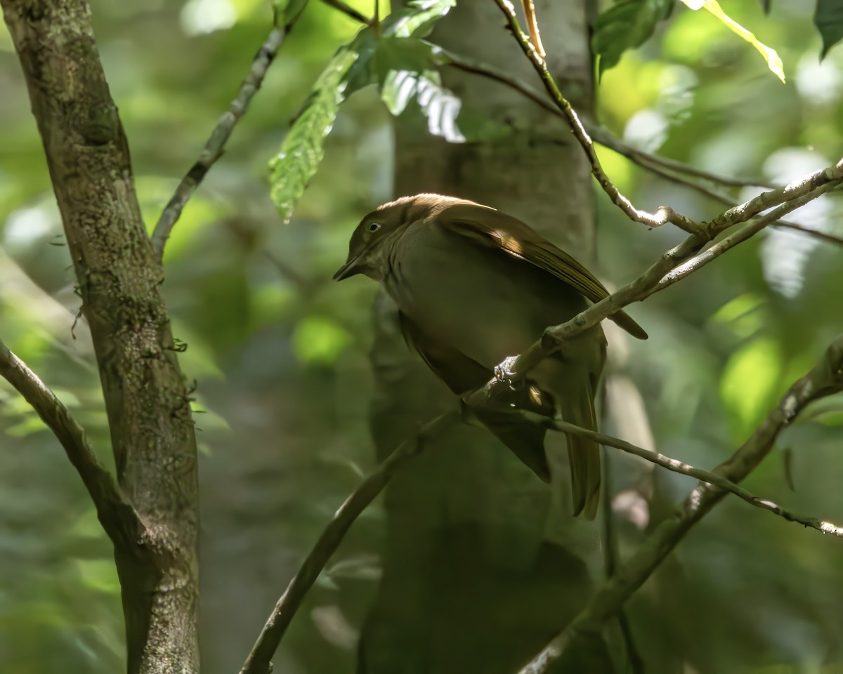 Mountain Thornbill - ML638490296