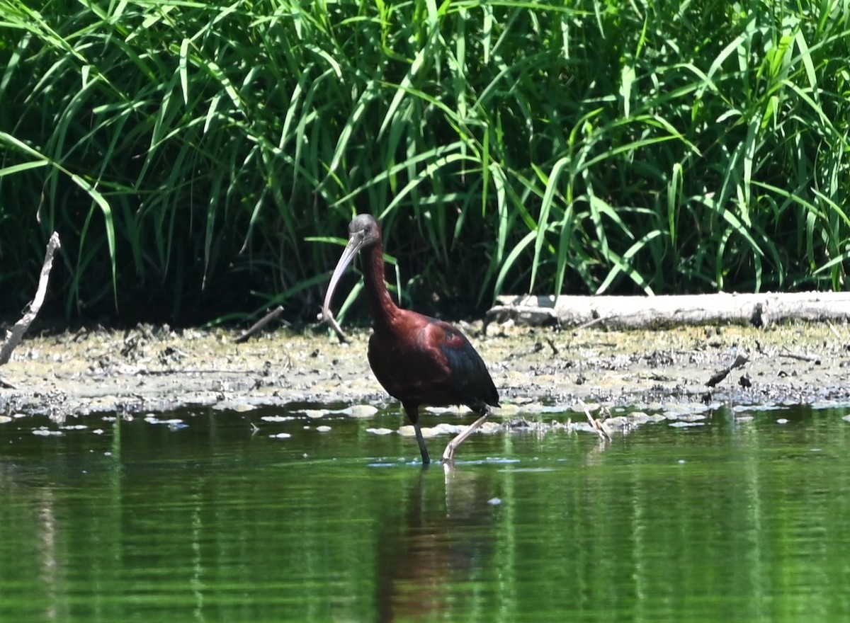 Ibis falcinelle - ML638490301