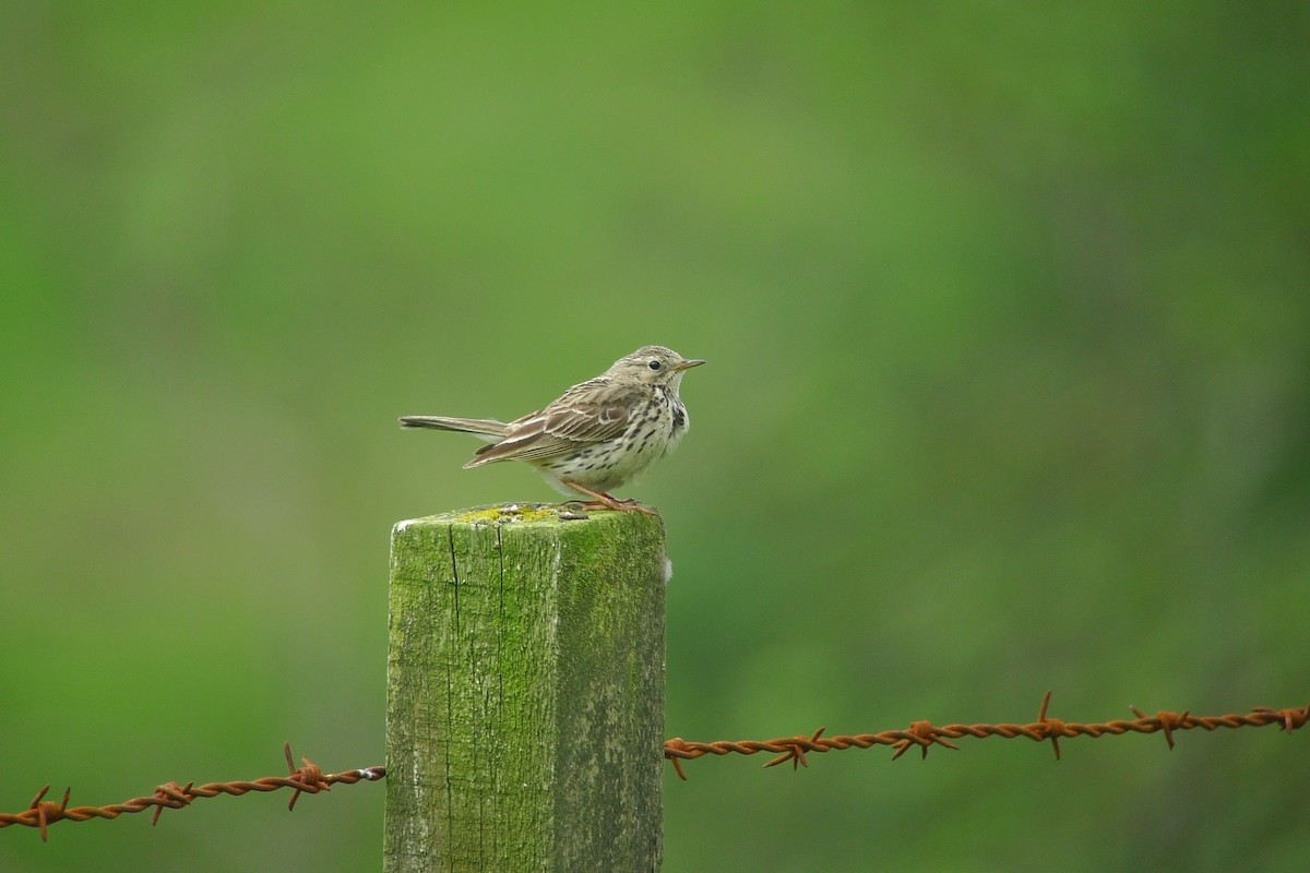 Meadow Pipit - ML638490303