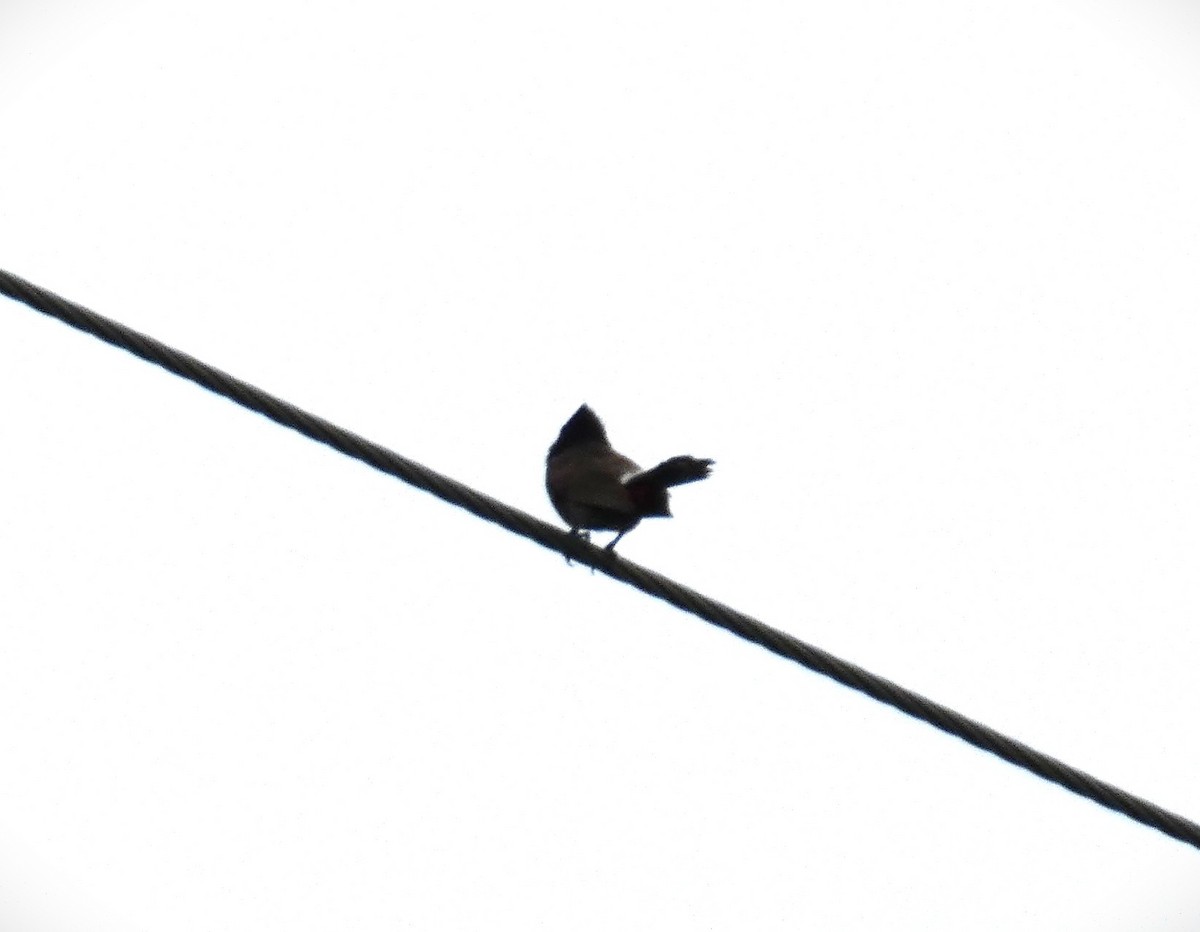 Red-vented Bulbul - ML638490308