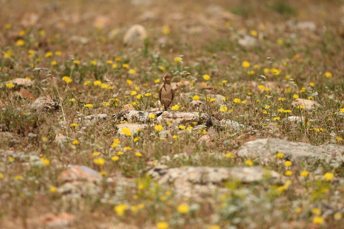 Turkestan Short-toed Lark - ML638490310