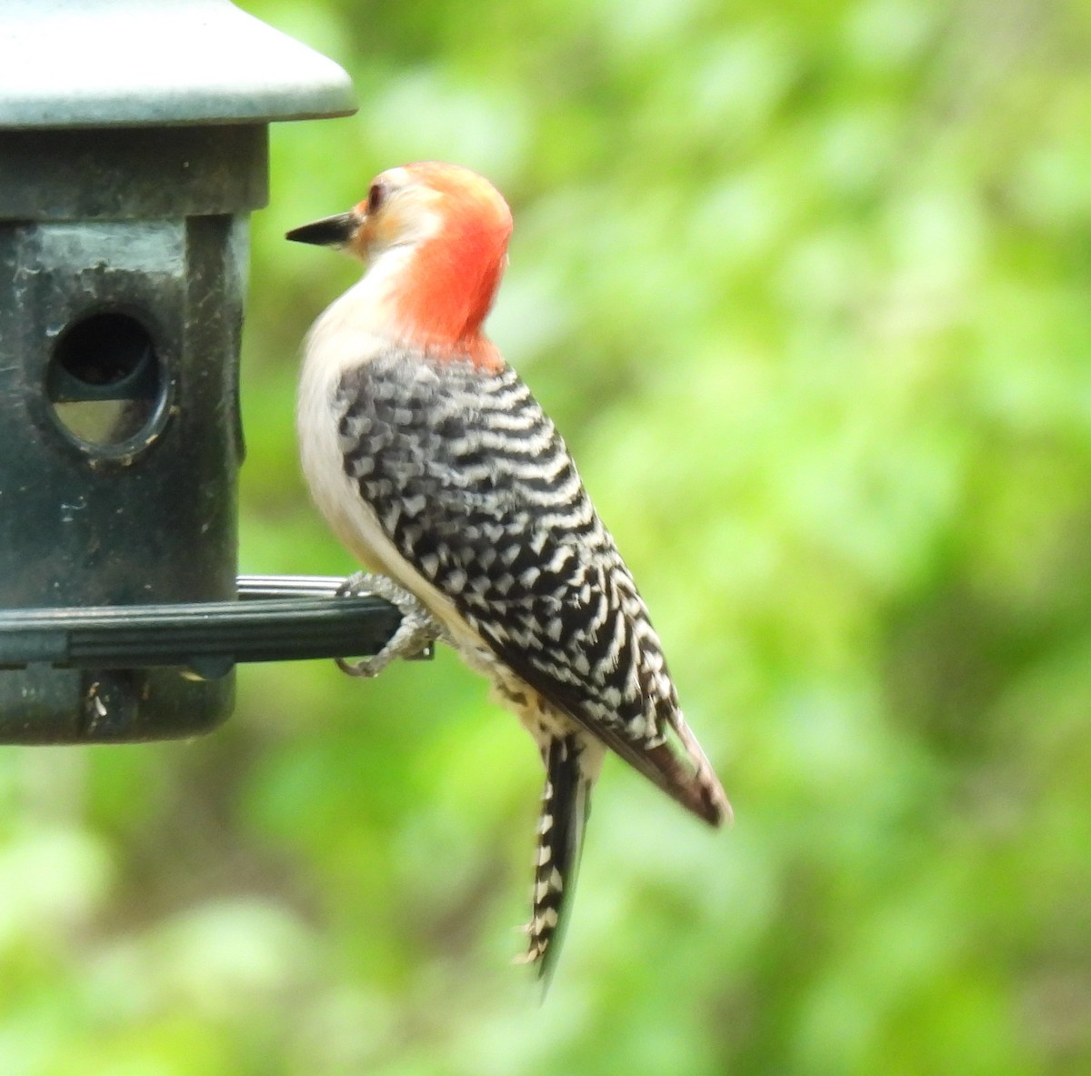 Red-bellied Woodpecker - ML638490314