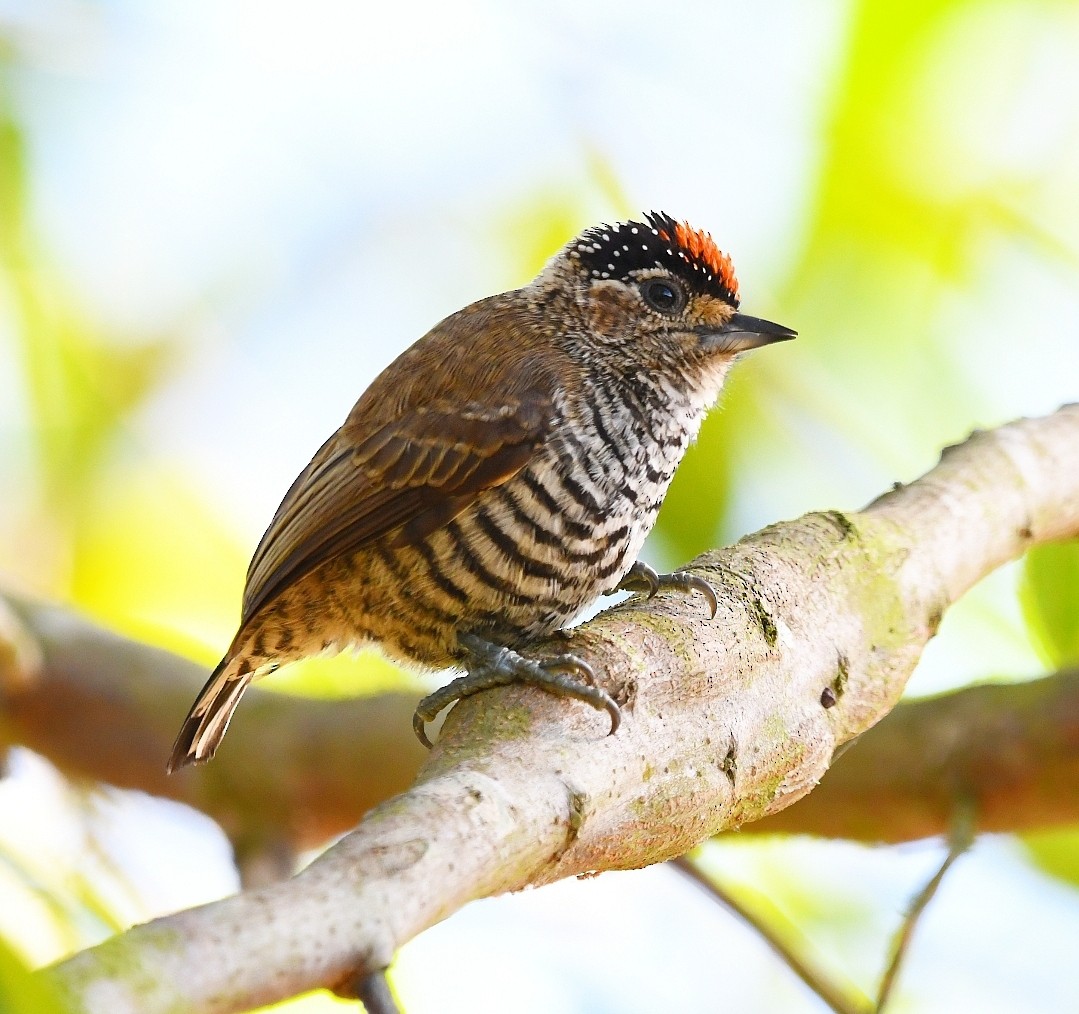 White-barred Piculet - ML638490315