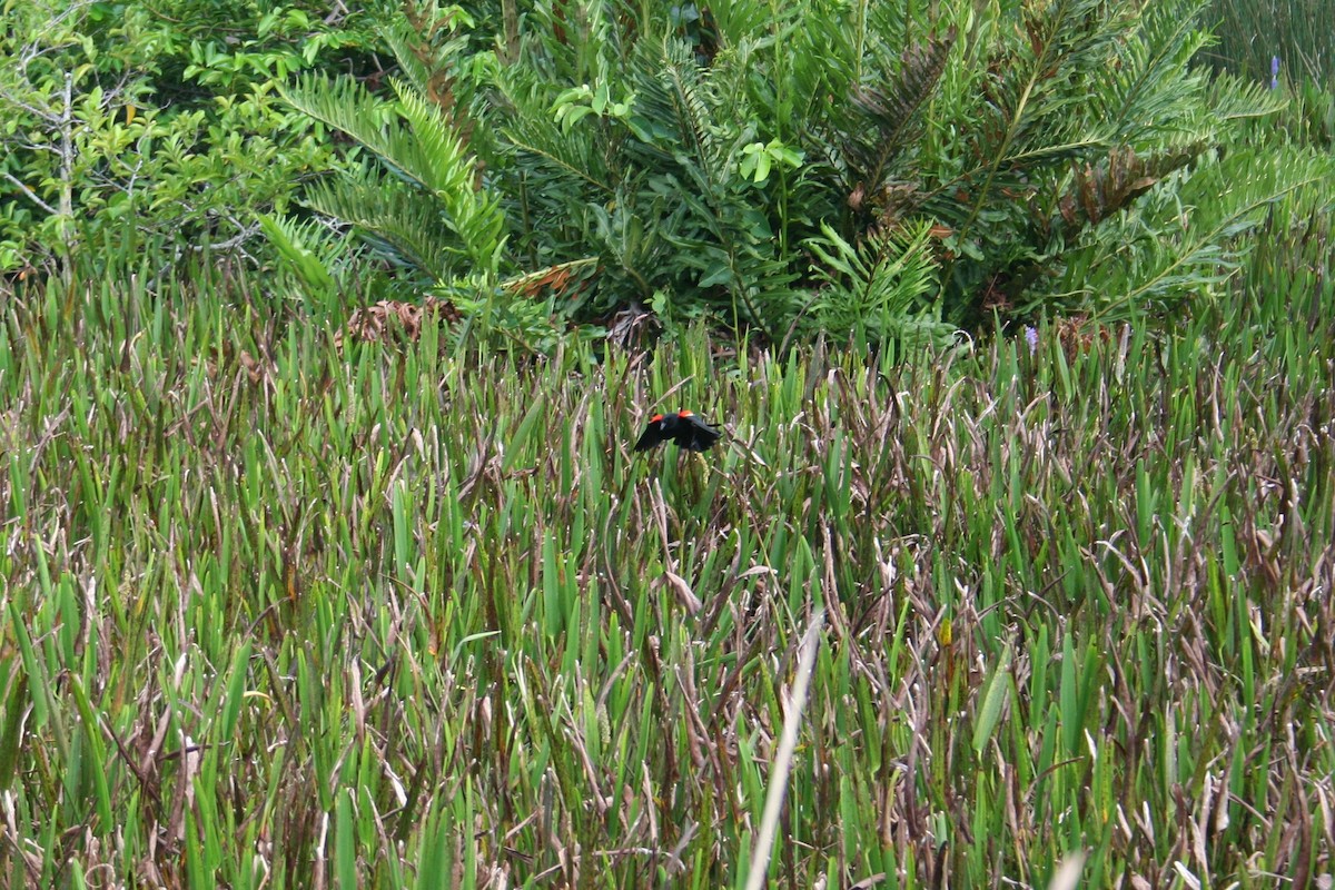 Red-winged Blackbird - ML638490317