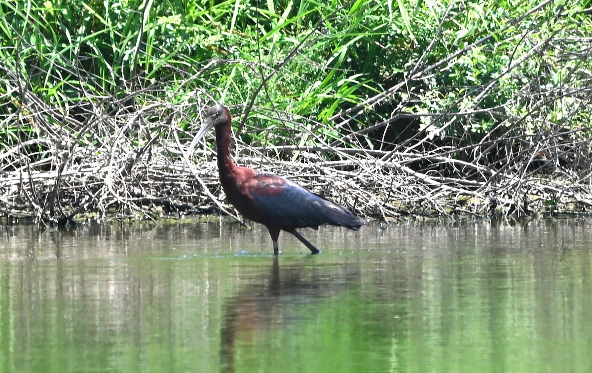 Ibis falcinelle - ML638490318