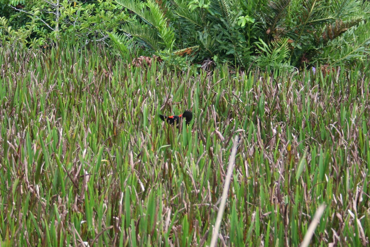 Red-winged Blackbird - ML638490319