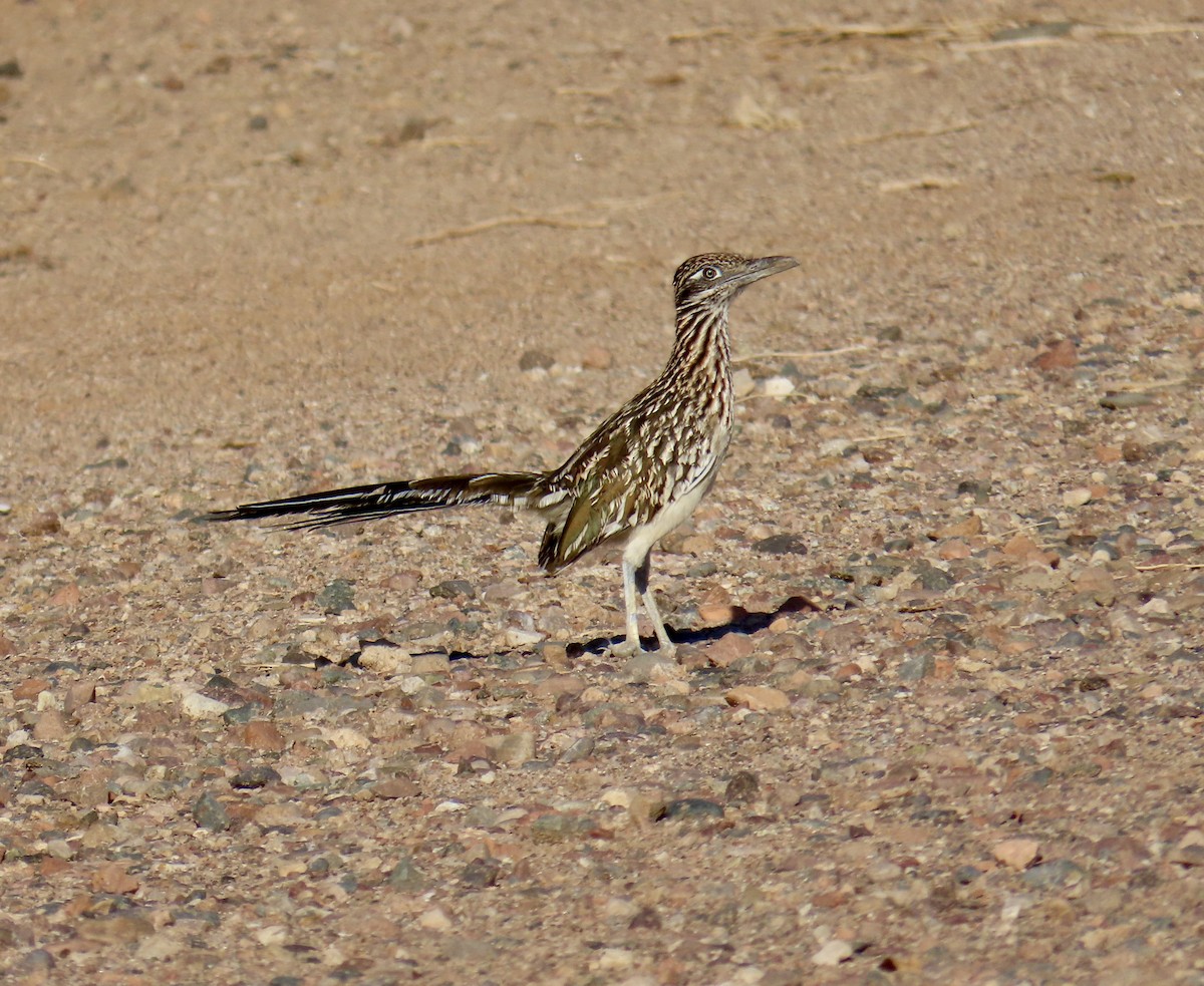 Greater Roadrunner - ML638490320