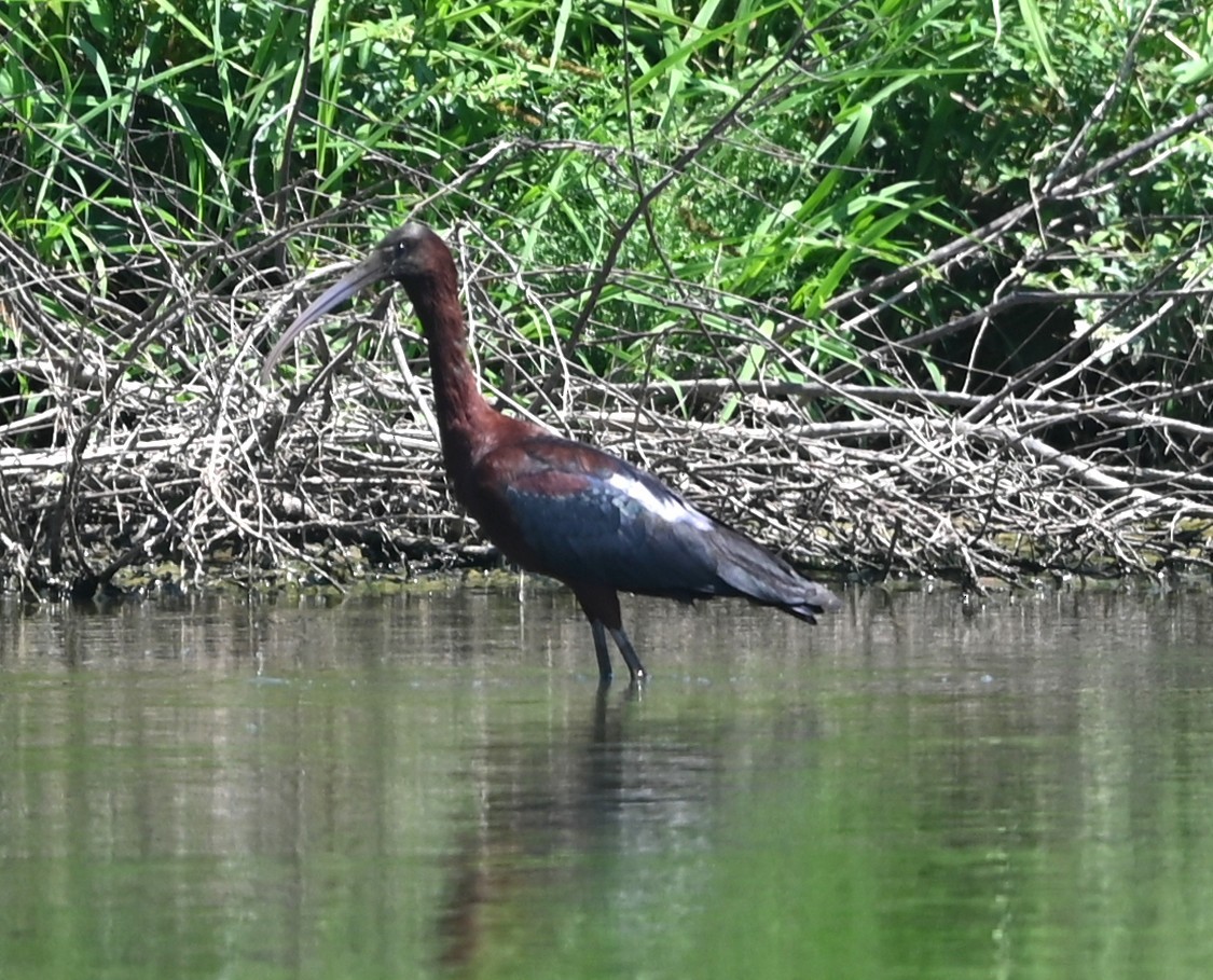 Ibis falcinelle - ML638490329