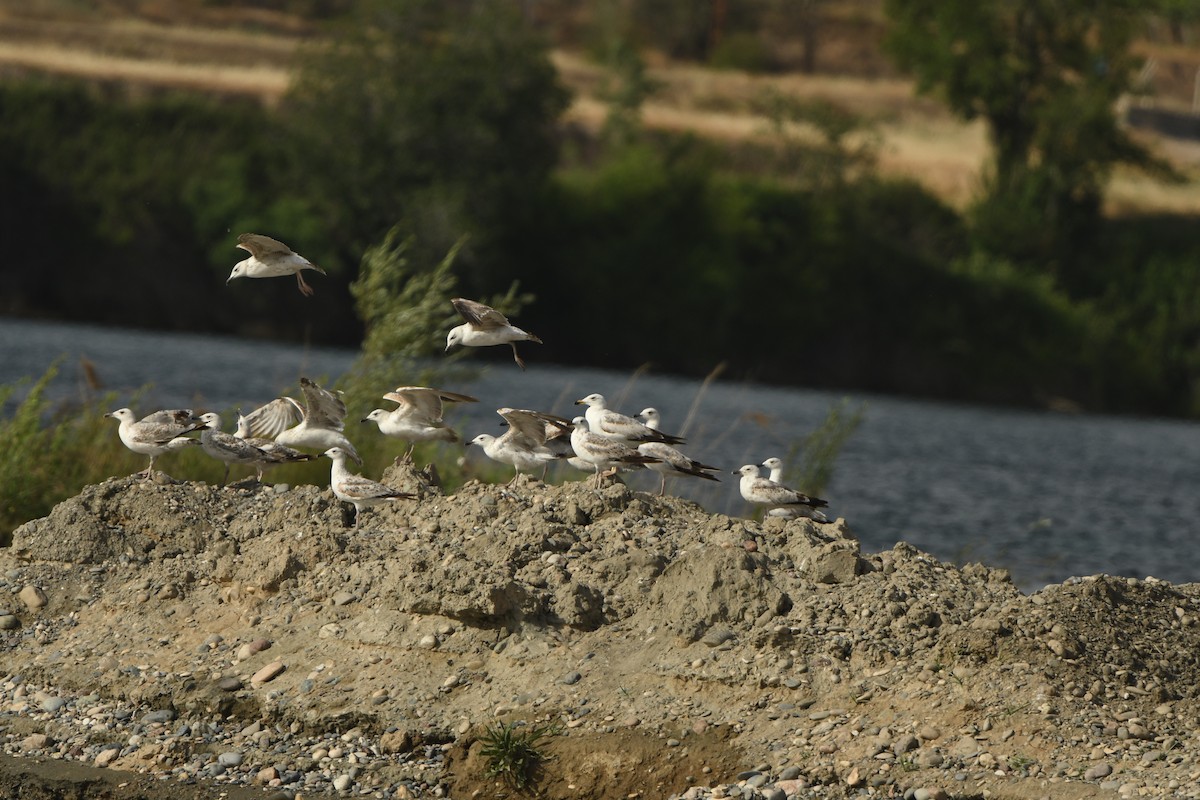 Armenian Gull - ML638490339