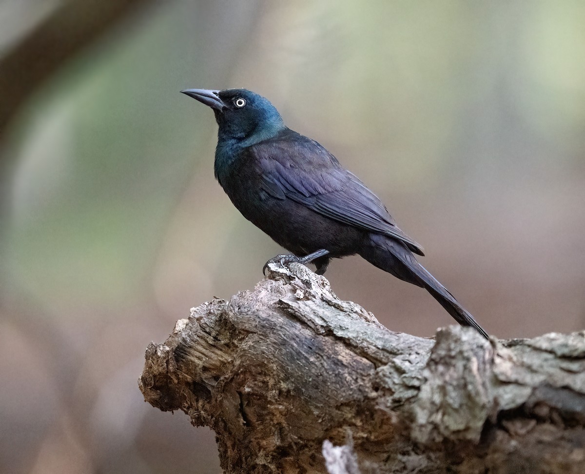 Common Grackle - ML638490341