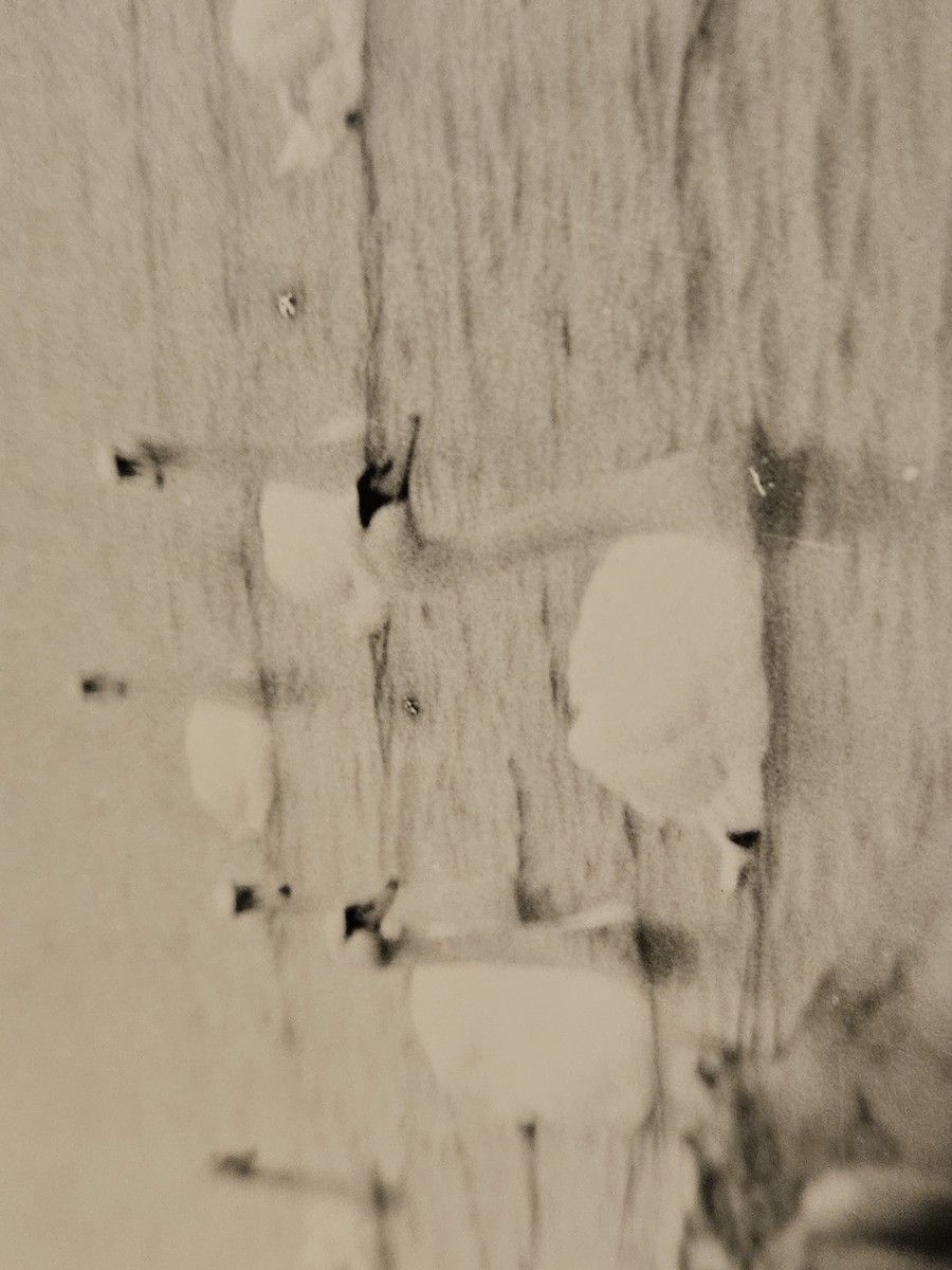 疣鼻天鵝 - ML638490353