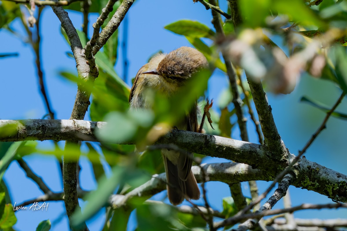 Willow Warbler - ML638490372
