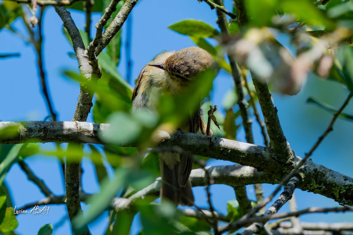 Willow Warbler - ML638490374