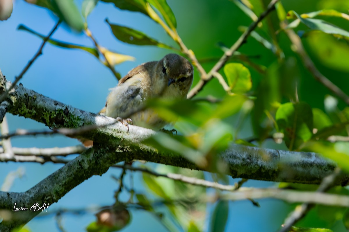 Willow Warbler - ML638490376