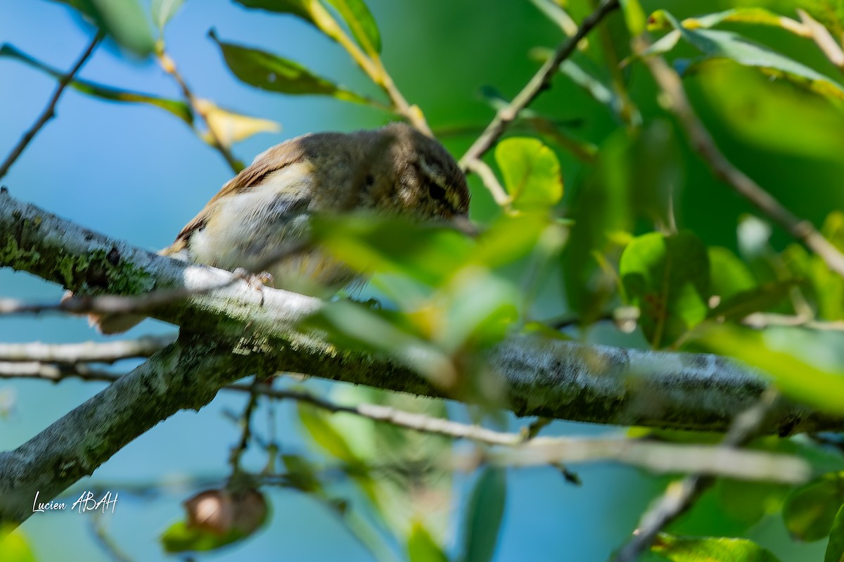Willow Warbler - ML638490379