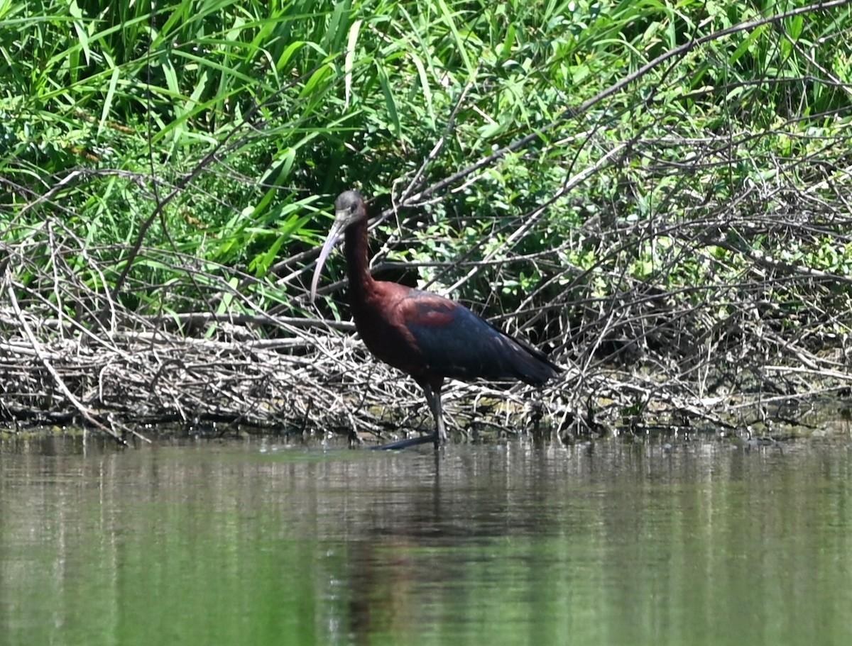 Ibis falcinelle - ML638490393