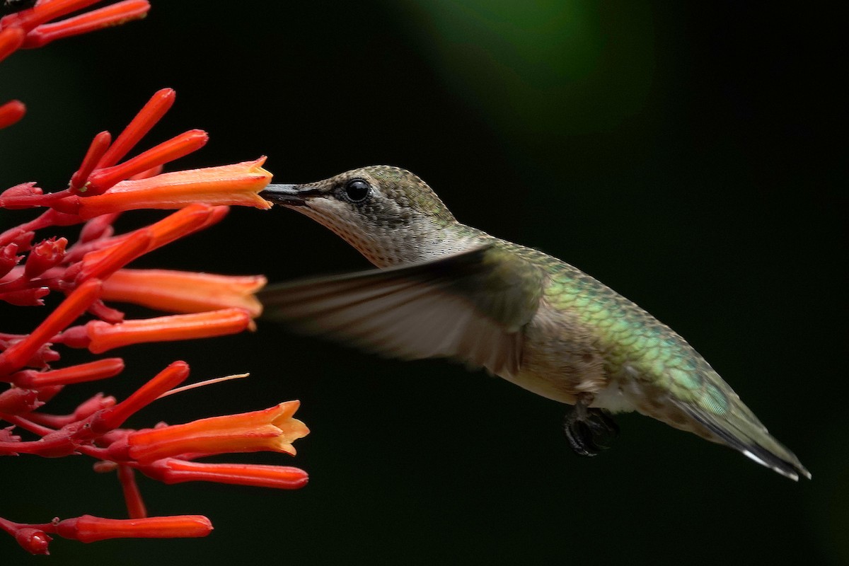 Ruby-throated Hummingbird - ML638490394